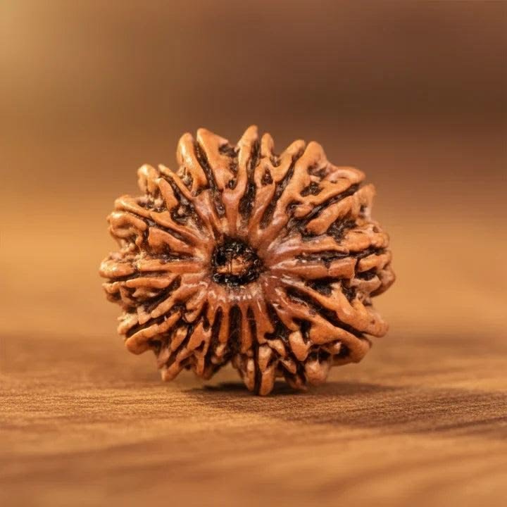 Rudraksha thumbnail 2